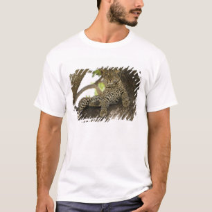 Camiseta Leopardo africano, Panthera pardus