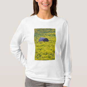 Camiseta Letonia, Letonia nororiental, región de Vidzeme, 2