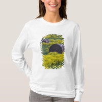 Letonia, Noreste de Letonia, Región de Vidzeme,