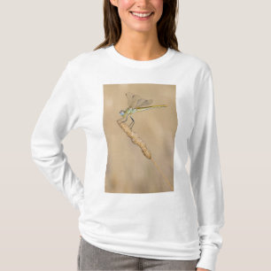 Camiseta Libélula Skimmer Insecto Hembra (CC BY 4.0)