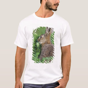 Camiseta Liebre europea, Lepus europaeus, joven comiendo,