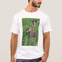 Liebre parda, Lepus europaeus, joven comiendo,