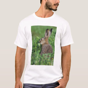 Camiseta Liebre parda, Lepus europaeus, joven comiendo,