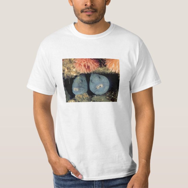 Camiseta Lobo atlántico (Anverso)