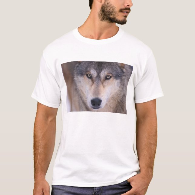 Camiseta lobo gris, lupus canis, cierre de ojos (Anverso)