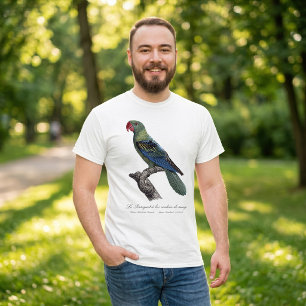 Camiseta Loricato de Pico Grande, Tanygnathus Megalorynchos