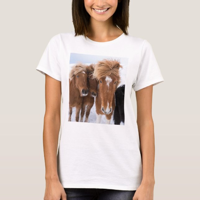 Camiseta Los caballos islandeses nuzzle, Islandia (Anverso)