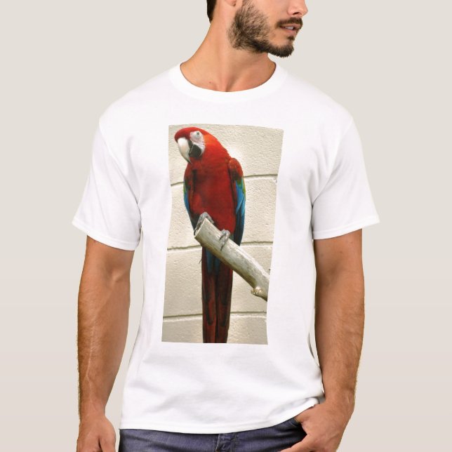 Camiseta Macaw del escarlata (Anverso)