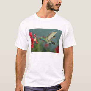 Camiseta macho alimentándose de Petunia, Madera Canyon, Ari