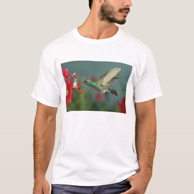 Camiseta macho alimentándose de Petunia, Madera Canyon, Ari (Anverso)