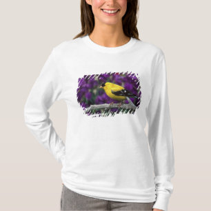 Camiseta Macho, jilguero americano con plumaje de verano,