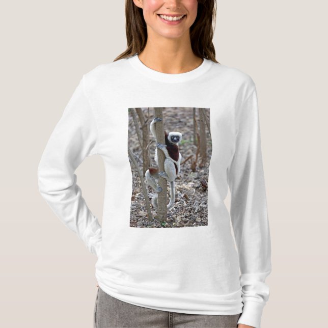 Camiseta Madagascar, Reserva Ankarafantsika; Ampijoroa; (Anverso)