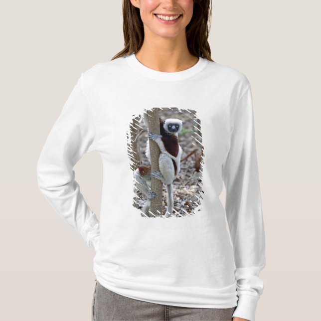 Camiseta Madagascar, Reserva Ankarafantsika; Ampijoroa; (Anverso)