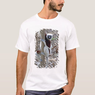Camiseta Madagascar, Reserva Ankarafantsika; Ampijoroa;