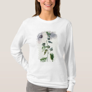 Camiseta Malva de almizcle, siglo XVIII