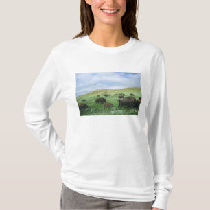Camiseta Manada de bisontes pastan hierba de la pradera en 