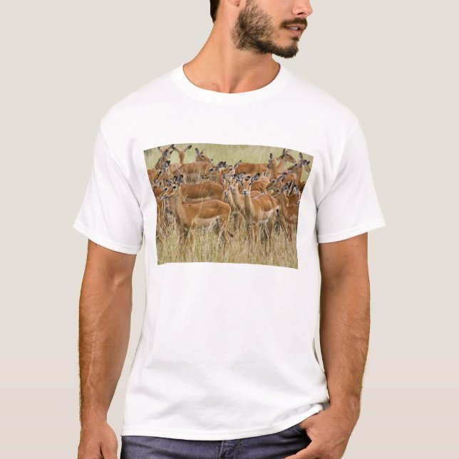 Camiseta Manada de impalas hembras, Masai Mara, Kenia. (Anverso)