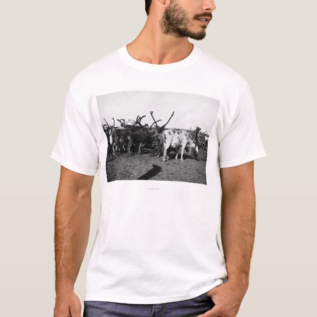 Camiseta Manada del reno en la fotografía de Alaska (Anverso)