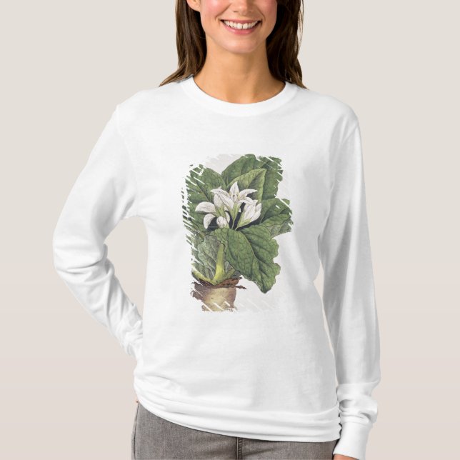 Camiseta Mandragora del Atropa (Anverso)