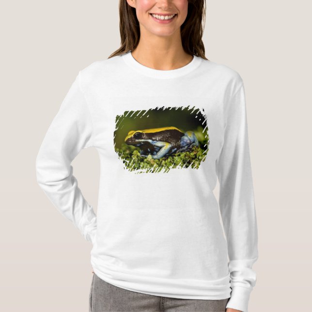 Camiseta Mantella de oreja negra, Mantella expectata, (Anverso)