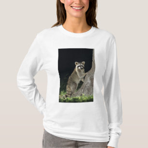 Camiseta Mapache norteño, Procyon lotor, adulto en árbol