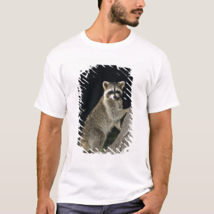 Camiseta Mapache norteño, Procyon lotor, adulto en árbol