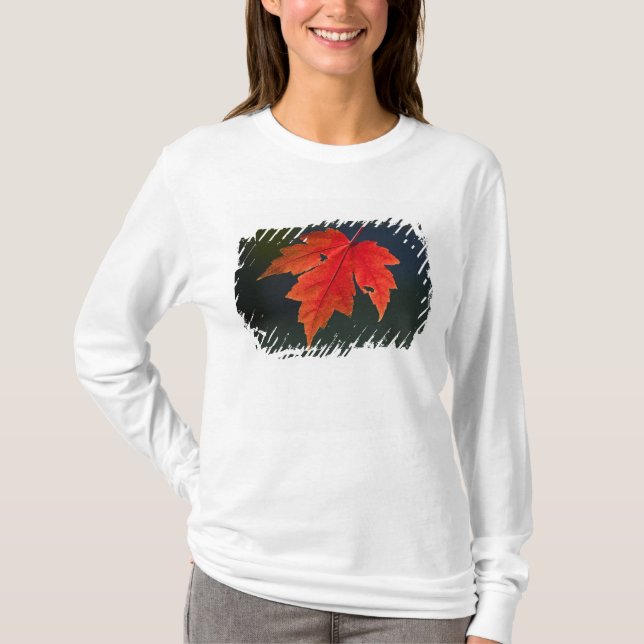 Camiseta Maple rojo Acer rubrum) hoja roja en otoño, (Anverso)