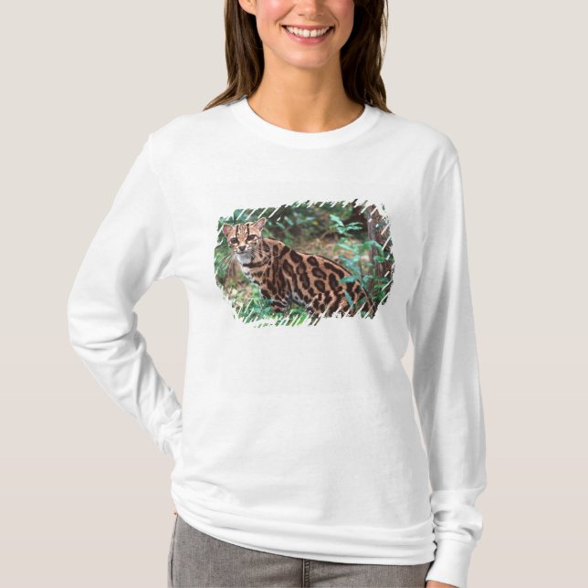 Camiseta Margay, Leopardus wiedi, nativo de México (Anverso)