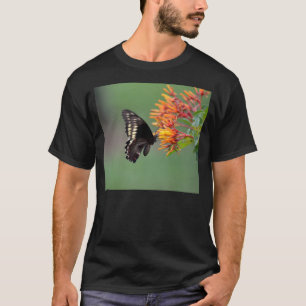 Camiseta Mariposa de Polydamus Swallowtail