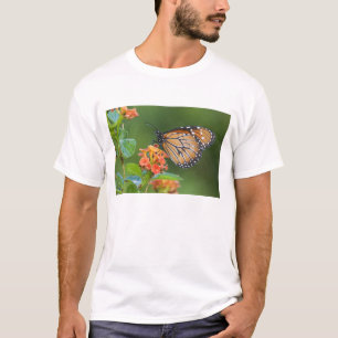 Camiseta Mariposa soldado (Danaus eresimus) alimentándose