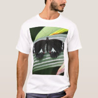 Mariposa tropical negra y blanca