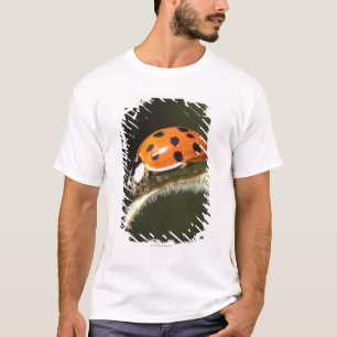 Camiseta Mariquita en la hoja, mariquita en la hoja