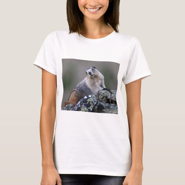 Camiseta marmota (Anverso)
