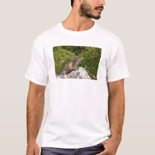Camiseta Marmota alpina en roca