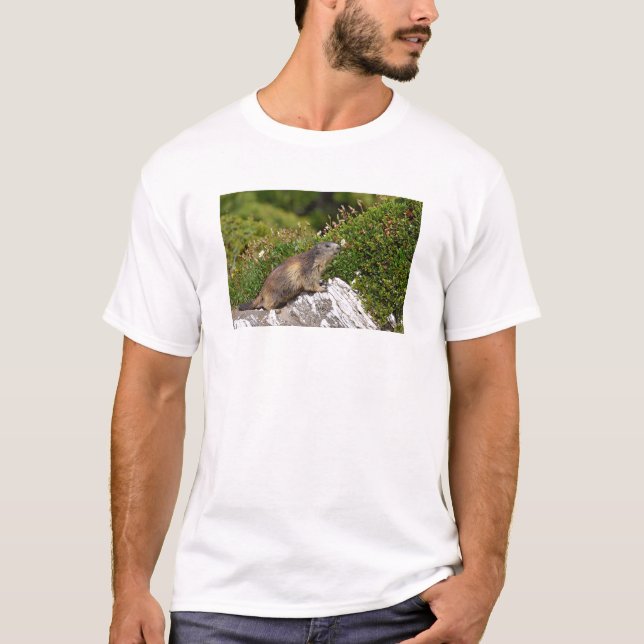 Camiseta Marmota alpina en roca (Anverso)
