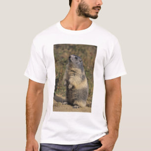 Camiseta Marmota alpina, Marmota marmota, adulta en pie