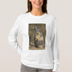 Camiseta Marmota alpina, Marmota marmota, adulta en pie