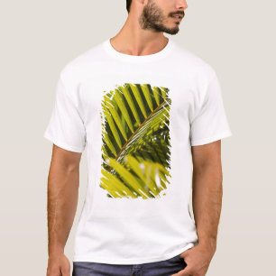 Camiseta Mauricio, Mauricio Central, Moka, palma