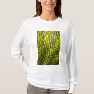 Camiseta Mauricio, Mauricio Central, Moka, palma 2
