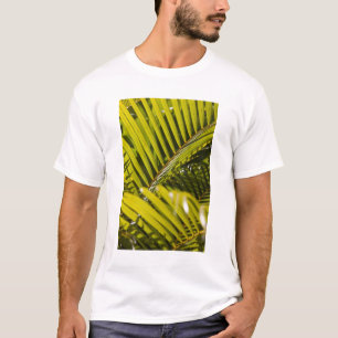 Camiseta Mauricio, Mauricio central, Moka, palmera