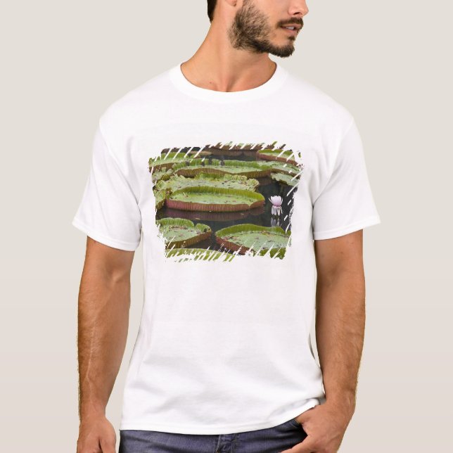 Camiseta Mauricio, Pamplemousses, Jardín Botánico SSR (Anverso)