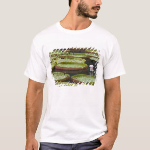 Camiseta Mauricio, Pamplemousses, SSR Botánico