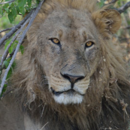 Camiseta ¡Me Estás Hablando! Lion Stare.