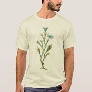 Camiseta Medusas - geniculata de Obelia