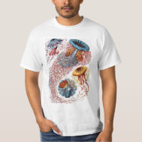 Medusas vintage de Ernst Haeckel, Discomedusae