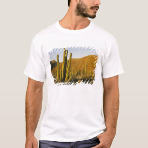 Camiseta México, Baja, Isla Santa Catalina, Mar de