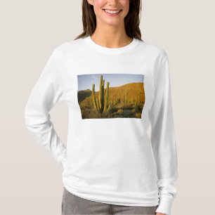 Camiseta México, Baja, Isla Santa Catalina, Mar de