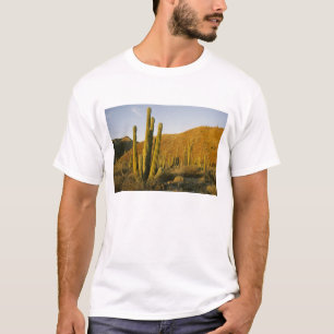 Camiseta México, Baja, Isla Santa Catalina, Mar de
