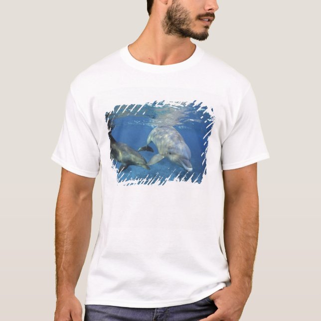 Camiseta México, Cozumel. Delfín embotellado, Tursiops 5 (Anverso)
