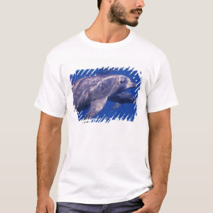 Camiseta México, Cozumel. Delfín mular, Tursiops 2